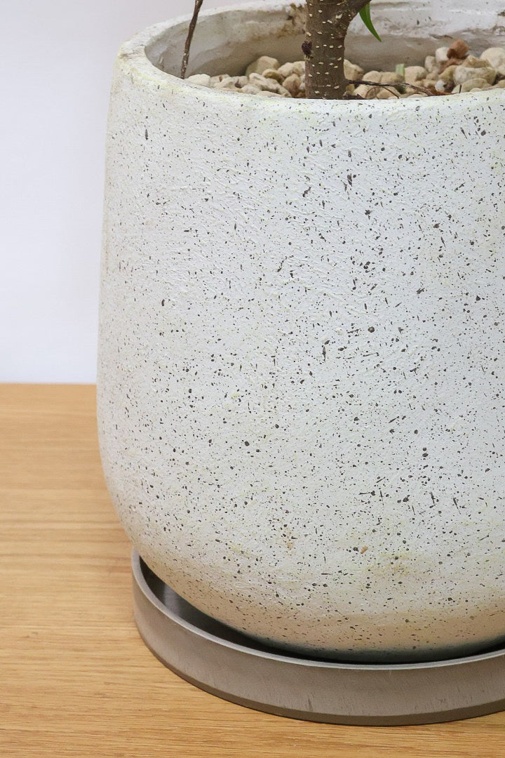 【フィカス アムステルダムゴールド】超希少！葉がゴールドバージョンのアムステルダムです！