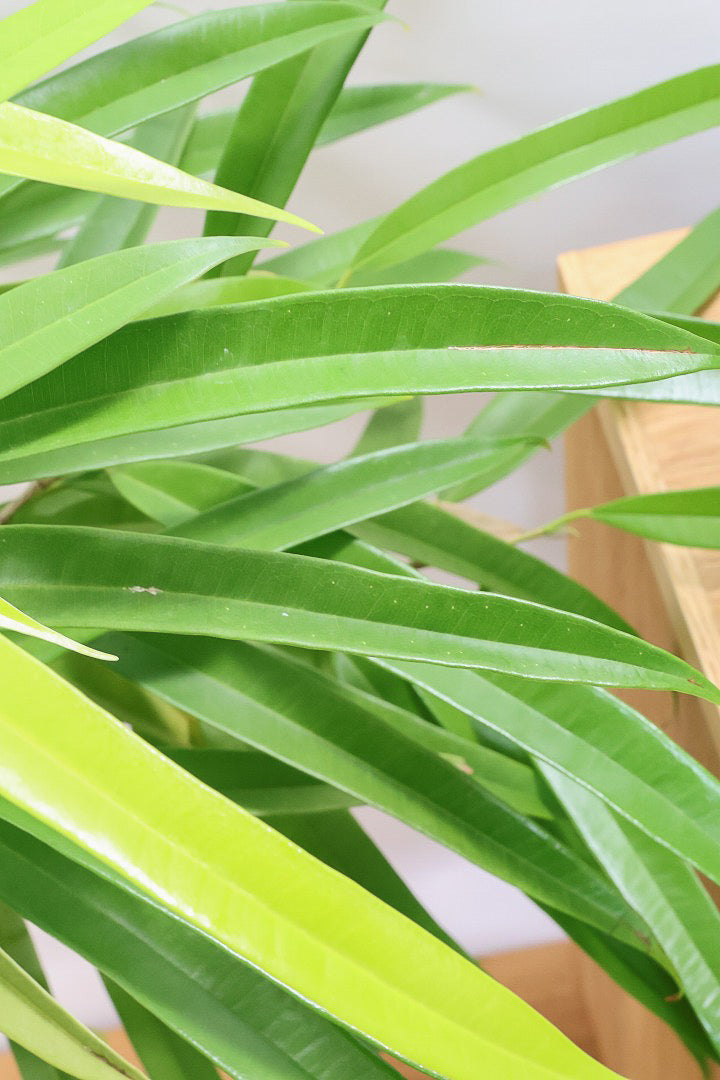 【フィカス アムステルダムゴールド】超希少！葉がゴールドバージョンのアムステルダムです！