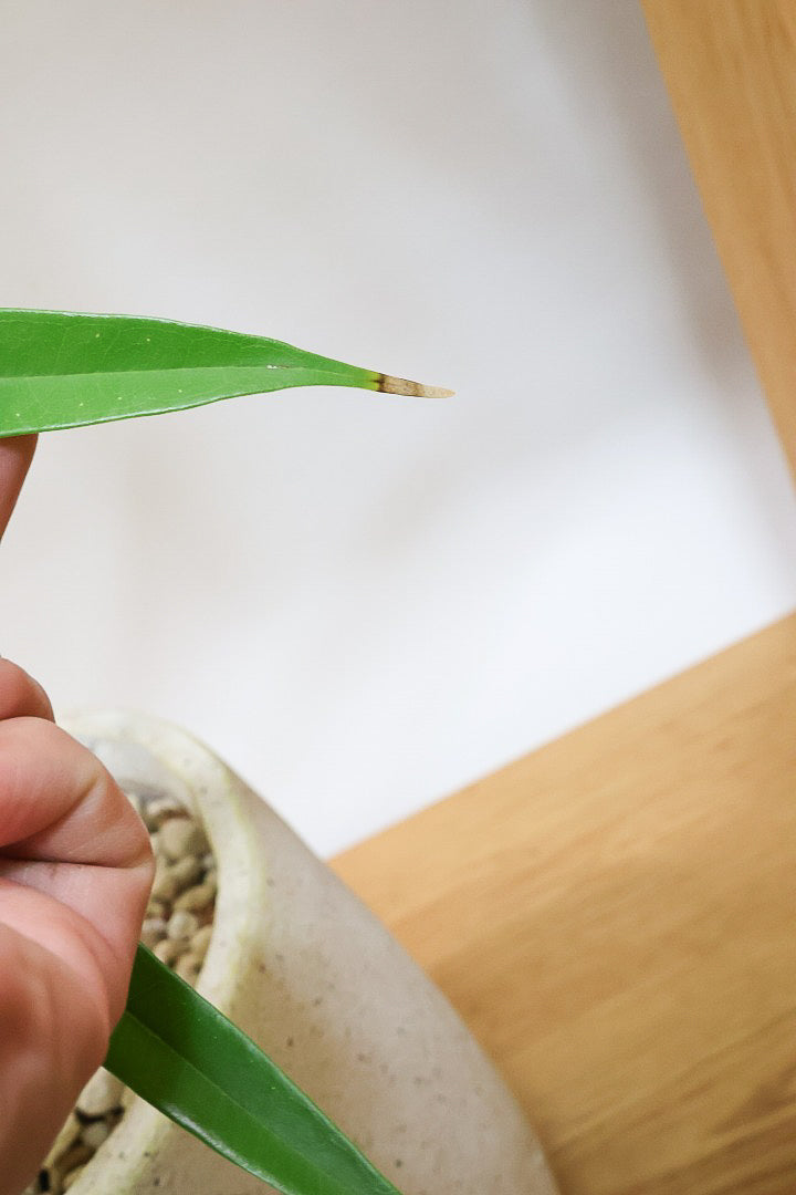 【フィカス アムステルダムゴールド】超希少！葉がゴールドバージョンのアムステルダムです！