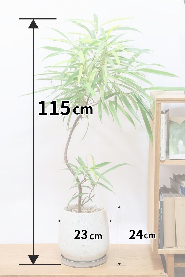 【フィカス アムステルダムゴールド】超希少！葉がゴールドバージョンのアムステルダムです！