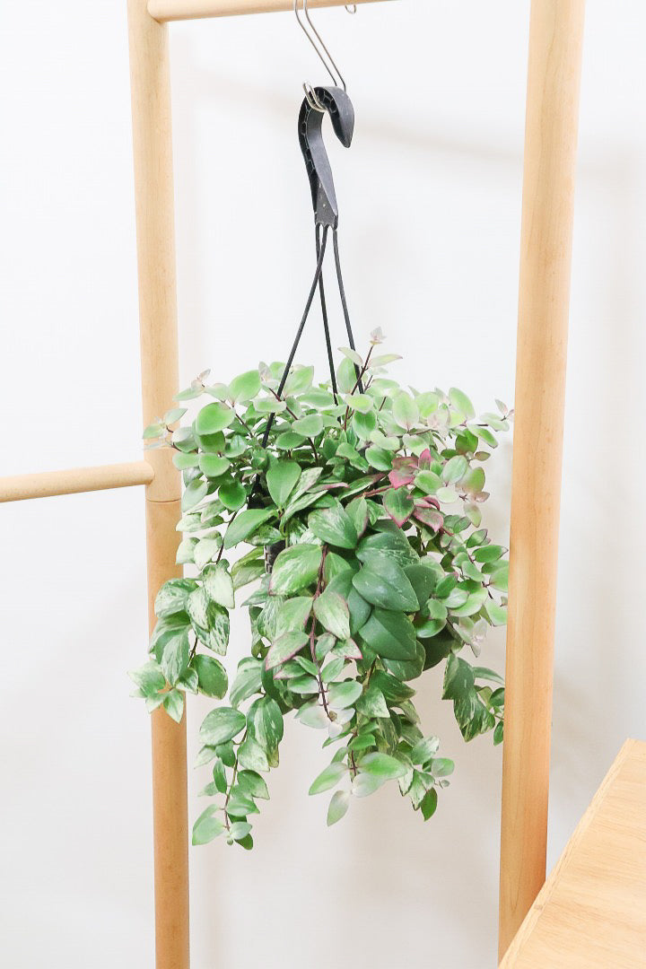 【エスキナンサス ラディカンス バリエガタ】扱いやすいプラスチックの吊鉢！この個体、白斑がまぶしいです！葉の状態もいいのでおすすめ！