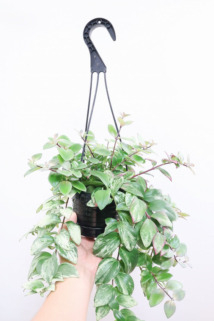 【エスキナンサス ラディカンス バリエガタ】扱いやすいプラスチックの吊鉢！この個体、白斑がまぶしいです！葉の状態もいいのでおすすめ！