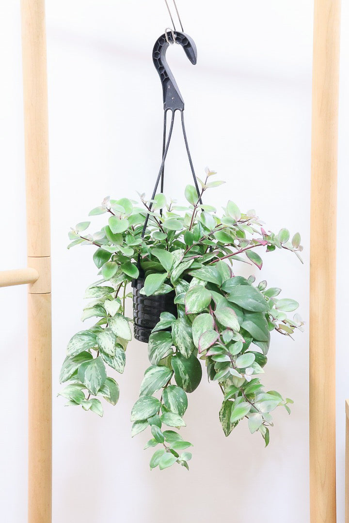 【エスキナンサス ラディカンス バリエガタ】扱いやすいプラスチックの吊鉢！この個体、白斑がまぶしいです！葉の状態もいいのでおすすめ！