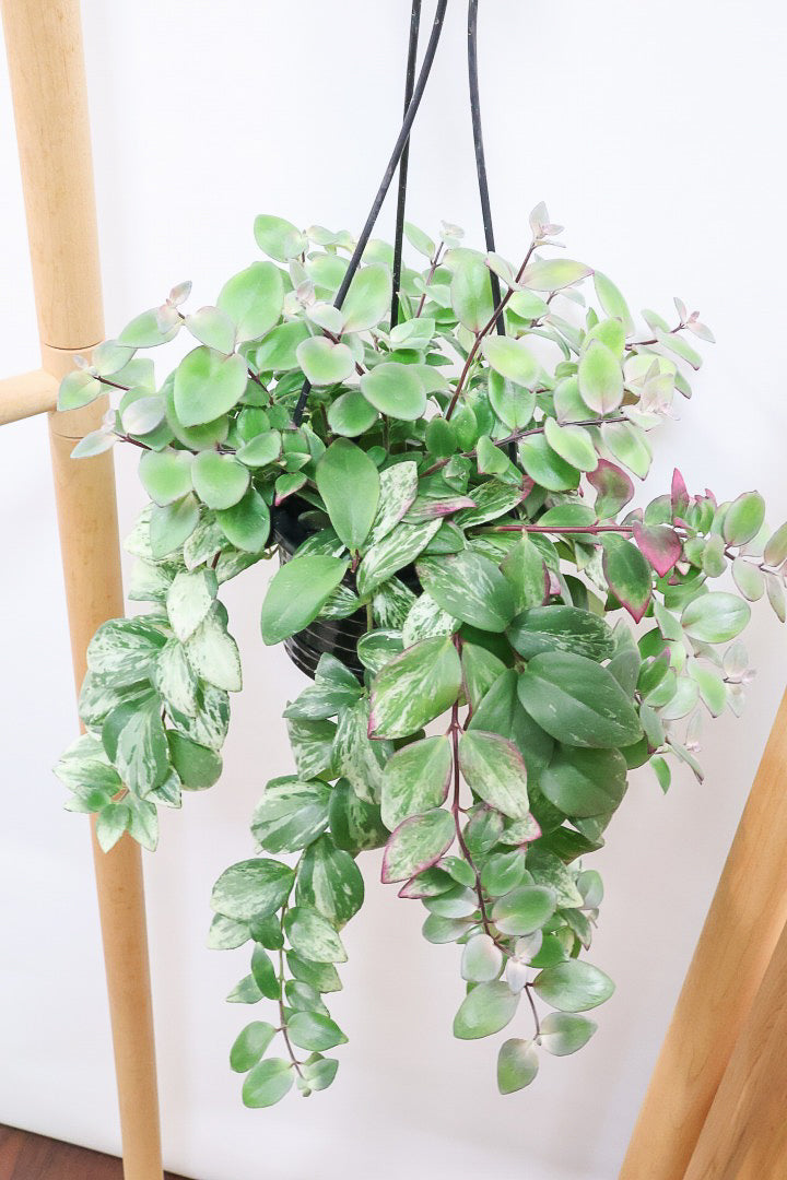 【エスキナンサス ラディカンス バリエガタ】扱いやすいプラスチックの吊鉢！この個体、白斑がまぶしいです！葉の状態もいいのでおすすめ！