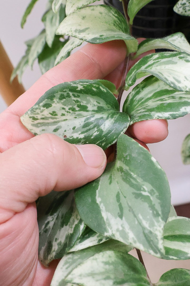 【エスキナンサス ラディカンス バリエガタ】扱いやすいプラスチックの吊鉢！この個体、白斑がまぶしいです！葉の状態もいいのでおすすめ！