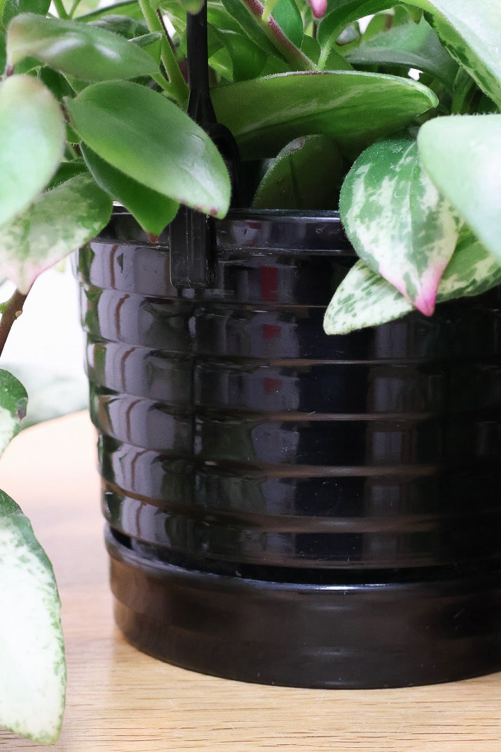 【エスキナンサス ラディカンス バリエガタ】扱いやすいプラスチックの吊鉢！この個体、白斑がまぶしいです！葉の状態もいいのでおすすめ！