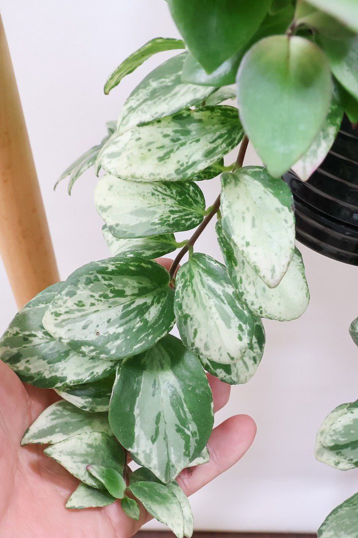 【エスキナンサス ラディカンス バリエガタ】扱いやすいプラスチックの吊鉢！この個体、白斑がまぶしいです！葉の状態もいいのでおすすめ！