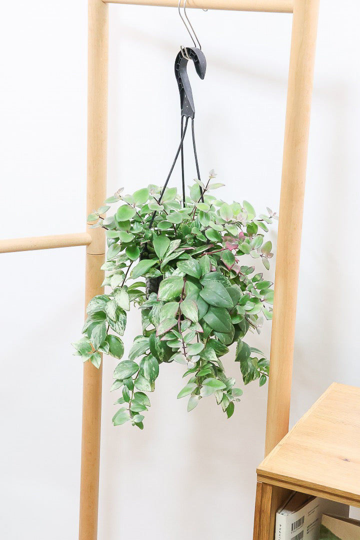 【エスキナンサス ラディカンス バリエガタ】扱いやすいプラスチックの吊鉢！この個体、白斑がまぶしいです！葉の状態もいいのでおすすめ！