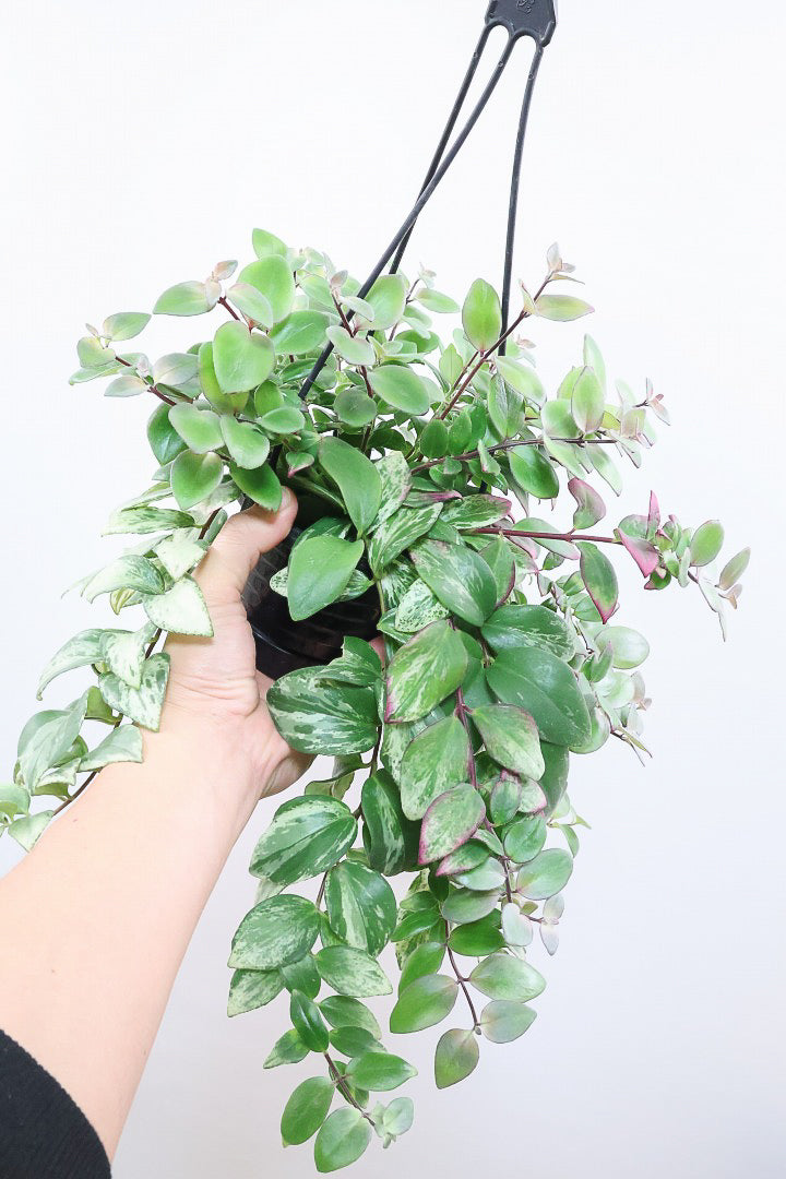 【エスキナンサス ラディカンス バリエガタ】扱いやすいプラスチックの吊鉢！この個体、白斑がまぶしいです！葉の状態もいいのでおすすめ！