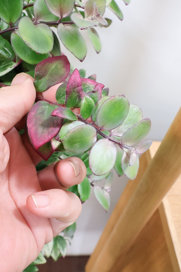 【エスキナンサス ラディカンス バリエガタ】扱いやすいプラスチックの吊鉢！この個体、白斑がまぶしいです！葉の状態もいいのでおすすめ！