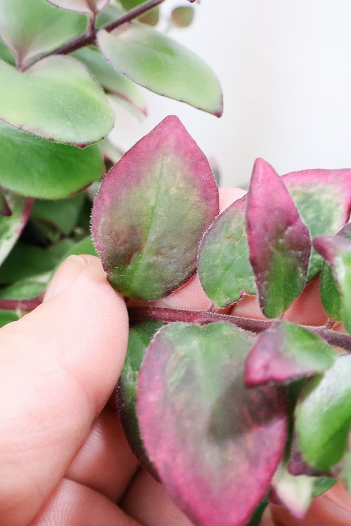 【エスキナンサス ラディカンス バリエガタ】扱いやすいプラスチックの吊鉢！この個体、白斑がまぶしいです！葉の状態もいいのでおすすめ！