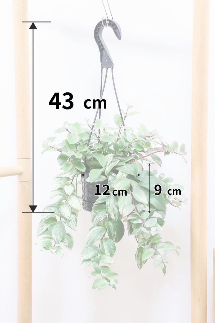 【エスキナンサス ラディカンス バリエガタ】扱いやすいプラスチックの吊鉢！この個体、白斑がまぶしいです！葉の状態もいいのでおすすめ！