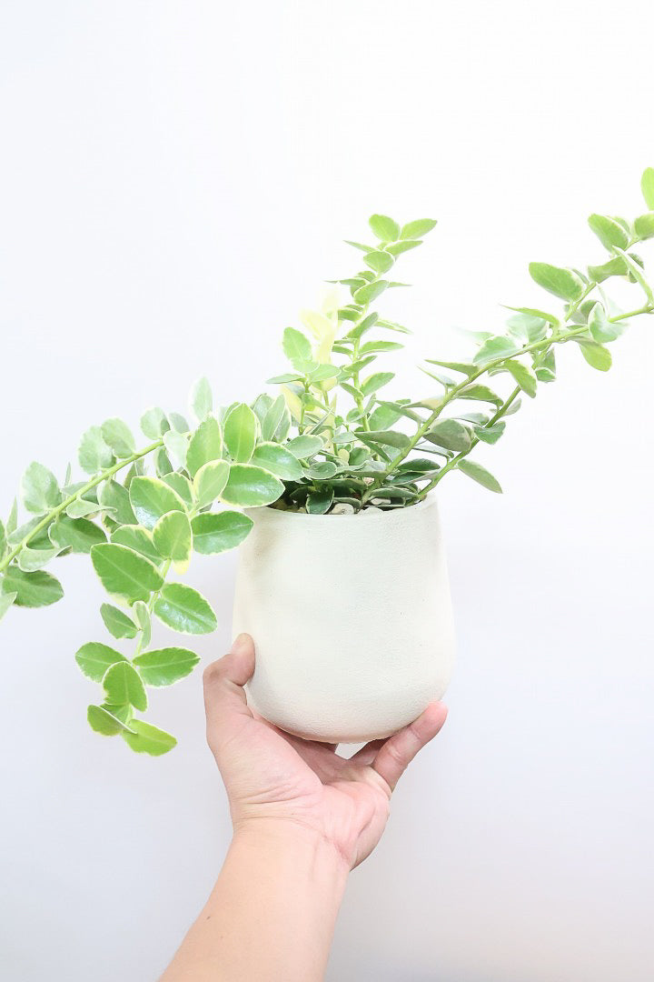 【ホヤ クミンギアナ バリエガタ】今回は希少な斑入りタイプ！枝が固いので上へ伸びて枝垂れるタイプのホヤです！