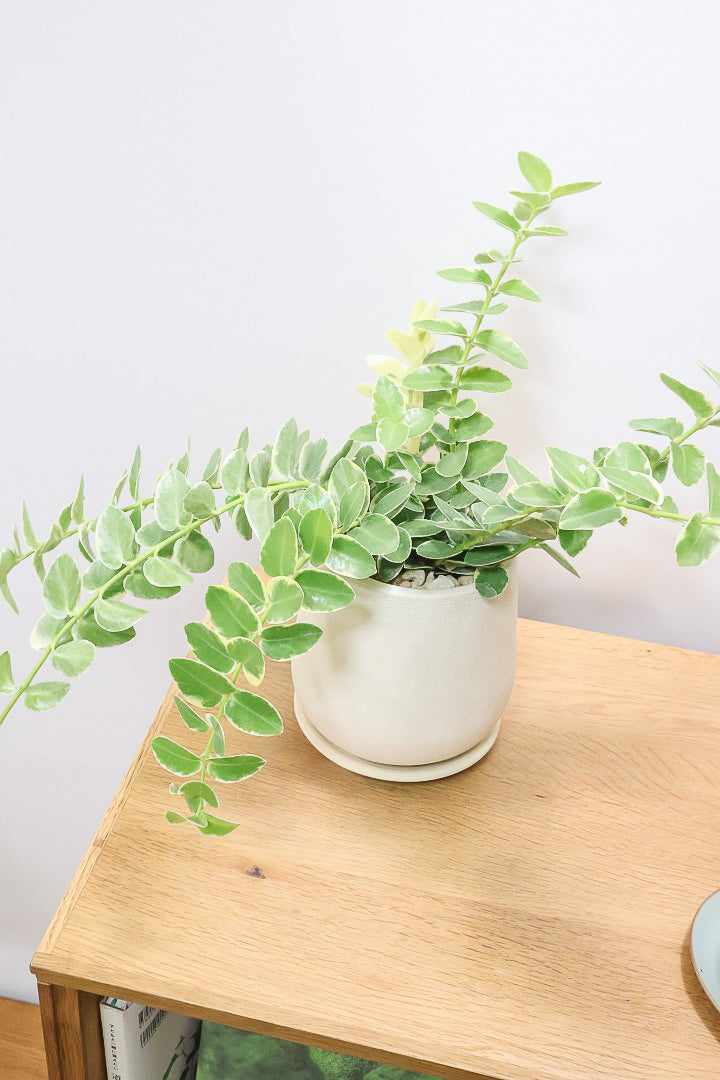 【ホヤ クミンギアナ バリエガタ】今回は希少な斑入りタイプ！枝が固いので上へ伸びて枝垂れるタイプのホヤです！