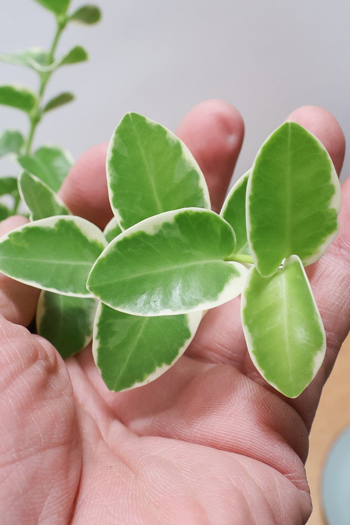 【ホヤ クミンギアナ バリエガタ】今回は希少な斑入りタイプ！枝が固いので上へ伸びて枝垂れるタイプのホヤです！