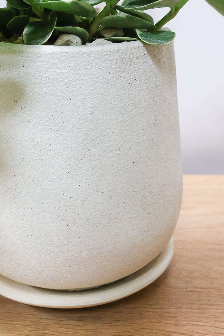 【ホヤ クミンギアナ バリエガタ】今回は希少な斑入りタイプ！枝が固いので上へ伸びて枝垂れるタイプのホヤです！