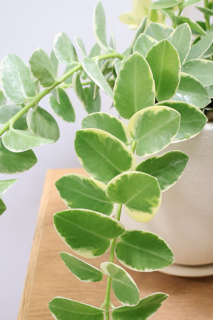 【ホヤ クミンギアナ バリエガタ】今回は希少な斑入りタイプ！枝が固いので上へ伸びて枝垂れるタイプのホヤです！