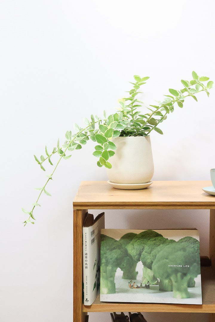 【ホヤ クミンギアナ バリエガタ】今回は希少な斑入りタイプ！枝が固いので上へ伸びて枝垂れるタイプのホヤです！