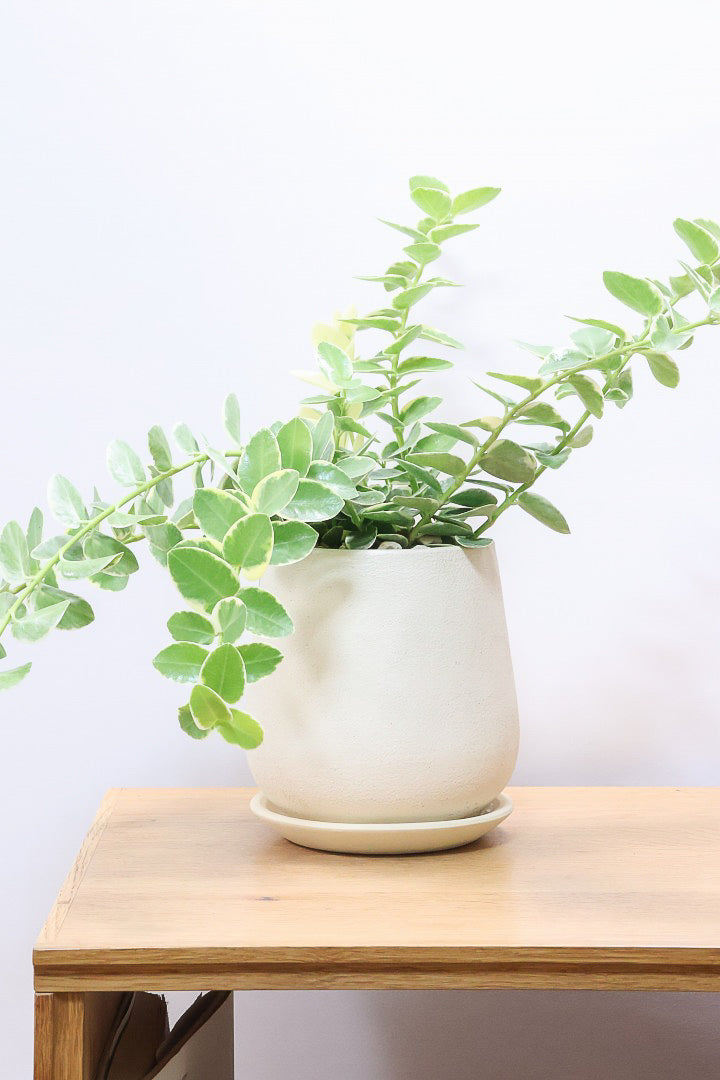 【ホヤ クミンギアナ バリエガタ】今回は希少な斑入りタイプ！枝が固いので上へ伸びて枝垂れるタイプのホヤです！