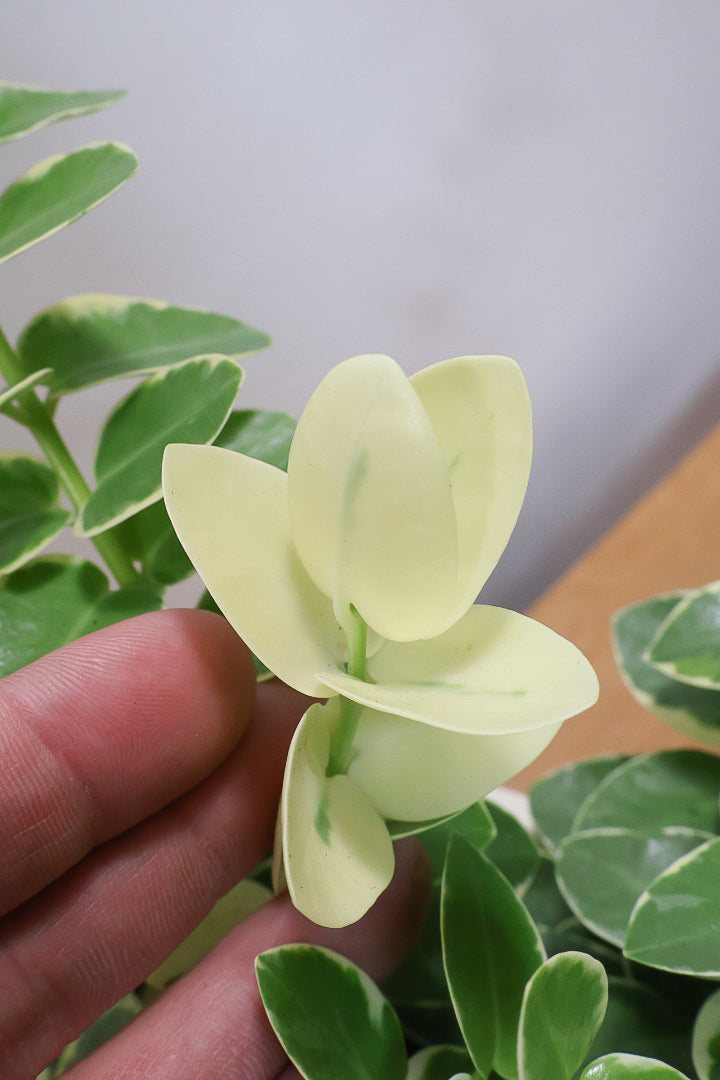 【ホヤ クミンギアナ バリエガタ】今回は希少な斑入りタイプ！枝が固いので上へ伸びて枝垂れるタイプのホヤです！