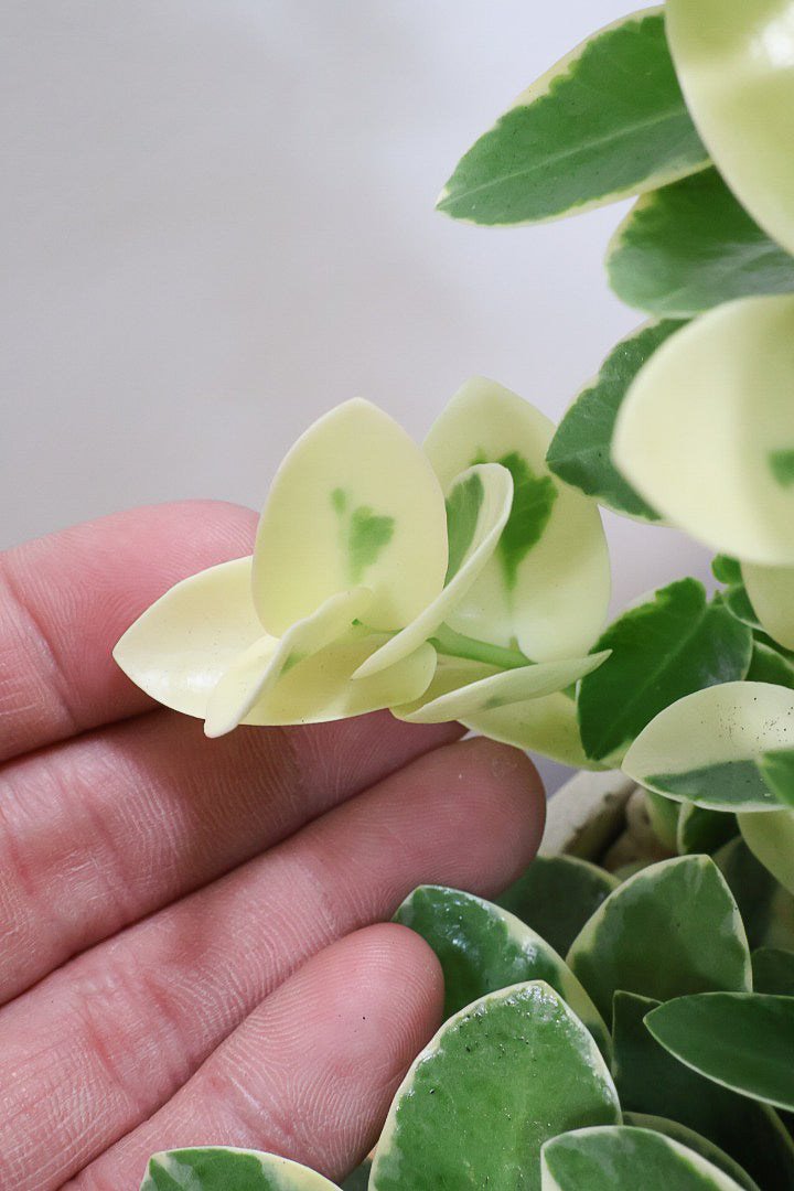 【ホヤ クミンギアナ バリエガタ】今回は希少な斑入りタイプ！枝が固いので上へ伸びて枝垂れるタイプのホヤです！