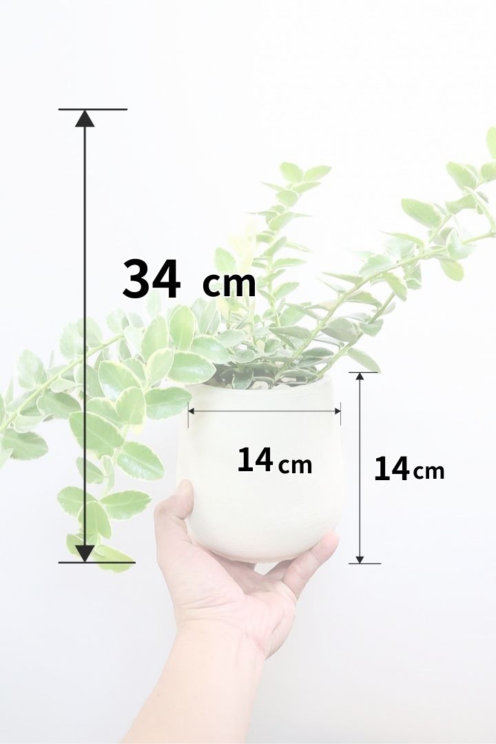 【ホヤ クミンギアナ バリエガタ】今回は希少な斑入りタイプ！枝が固いので上へ伸びて枝垂れるタイプのホヤです！