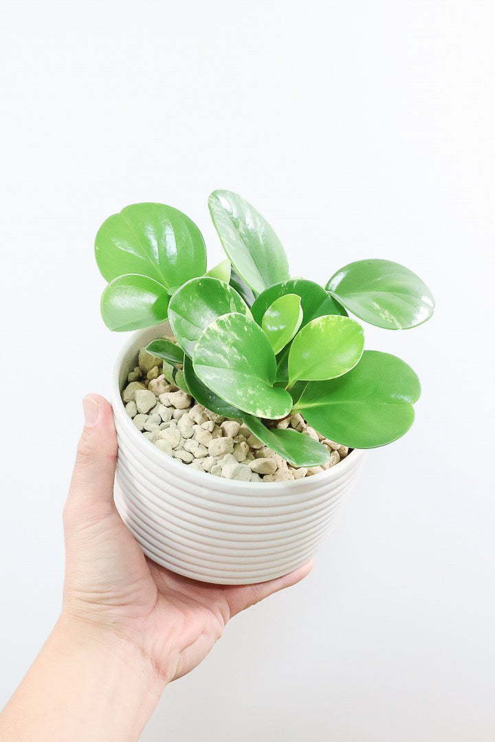 観葉植物の寄せ植えで気をつけるべき3つのポイント| 観葉植物の基礎