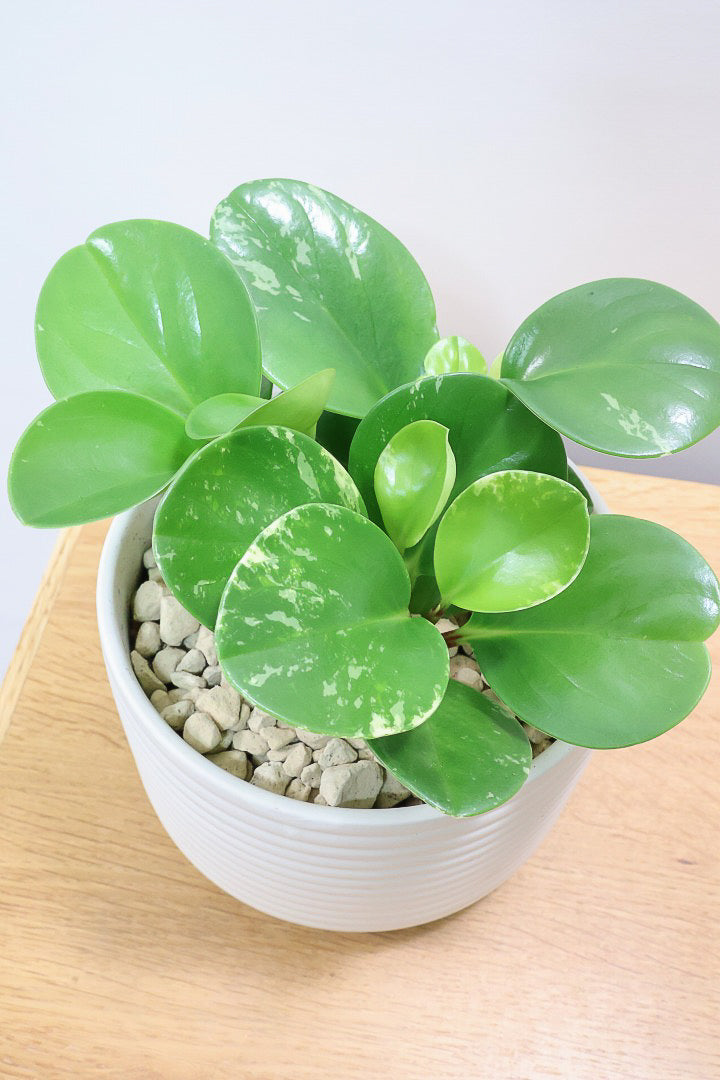 【ペペロミア  オブシフォリア】たまご型のかわいいフォルム。肉厚の大き目の葉がかわいい品種です