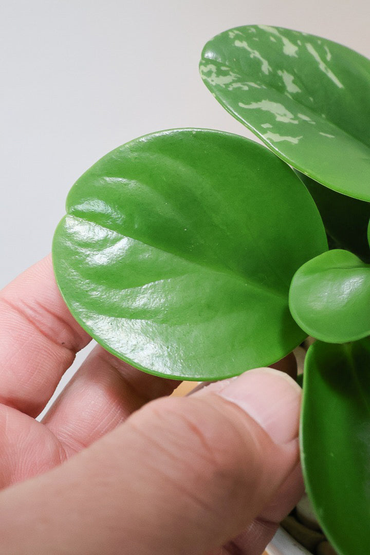 【ペペロミア  オブシフォリア】たまご型のかわいいフォルム。肉厚の大き目の葉がかわいい品種です