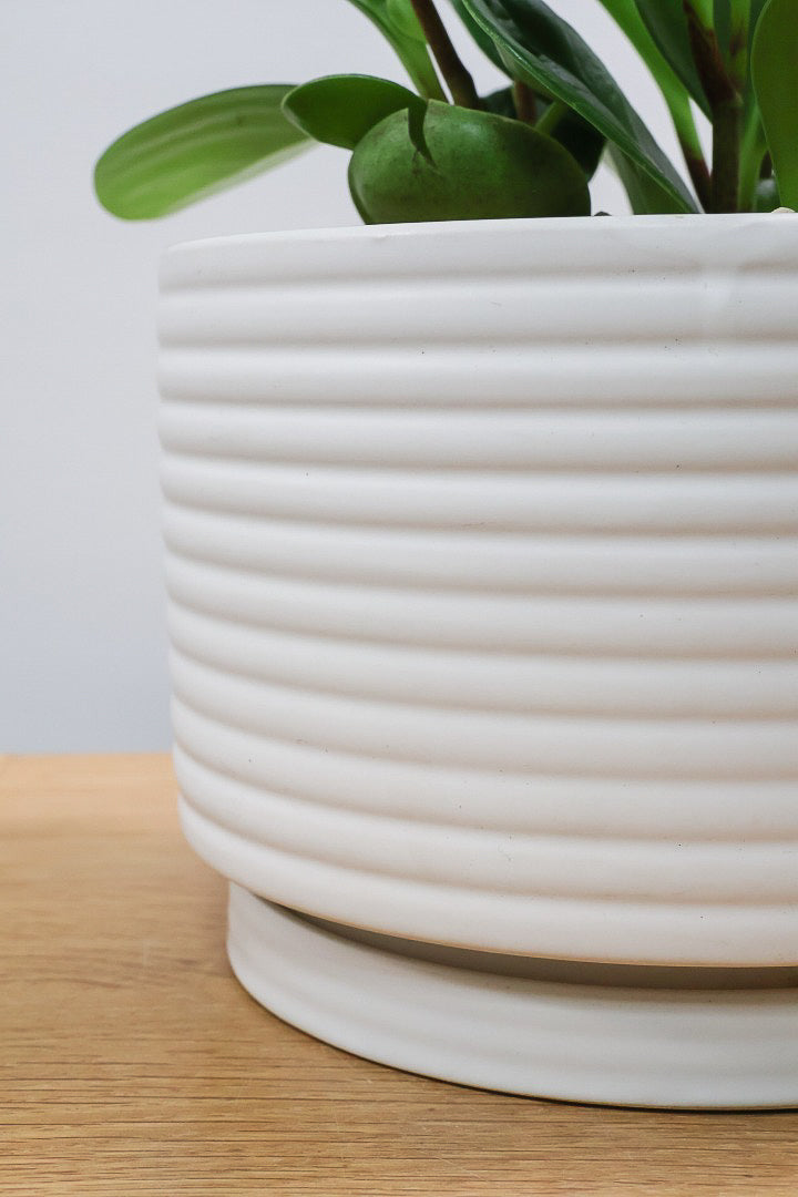 【ペペロミア  オブシフォリア】たまご型のかわいいフォルム。肉厚の大き目の葉がかわいい品種です