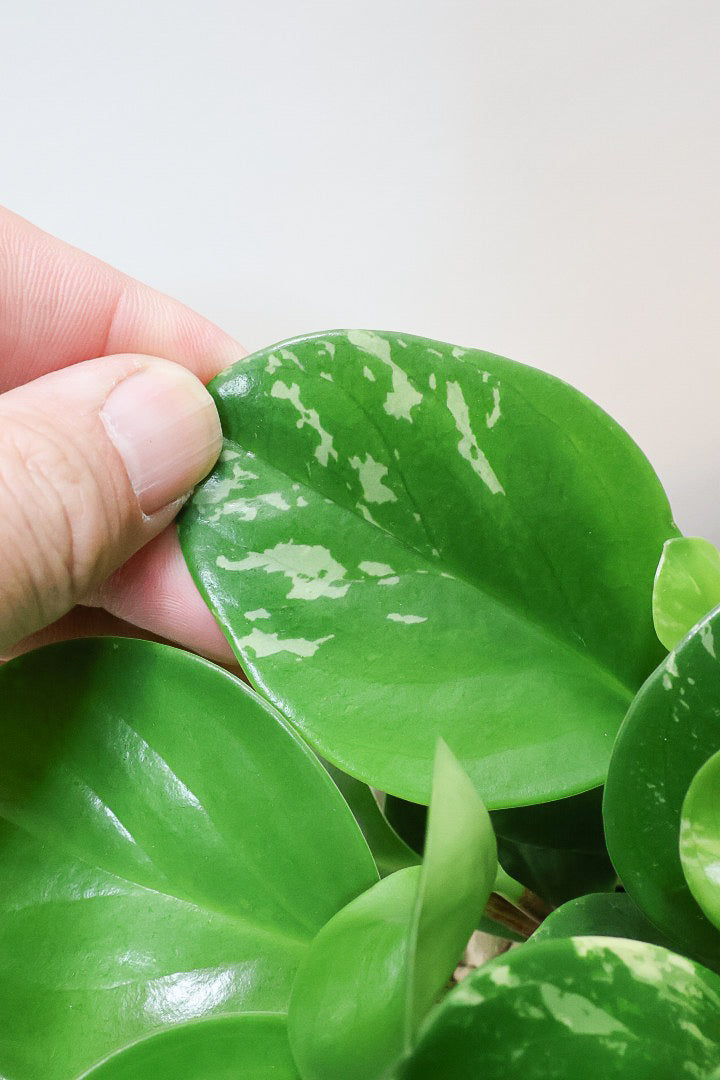 【ペペロミア  オブシフォリア】たまご型のかわいいフォルム。肉厚の大き目の葉がかわいい品種です