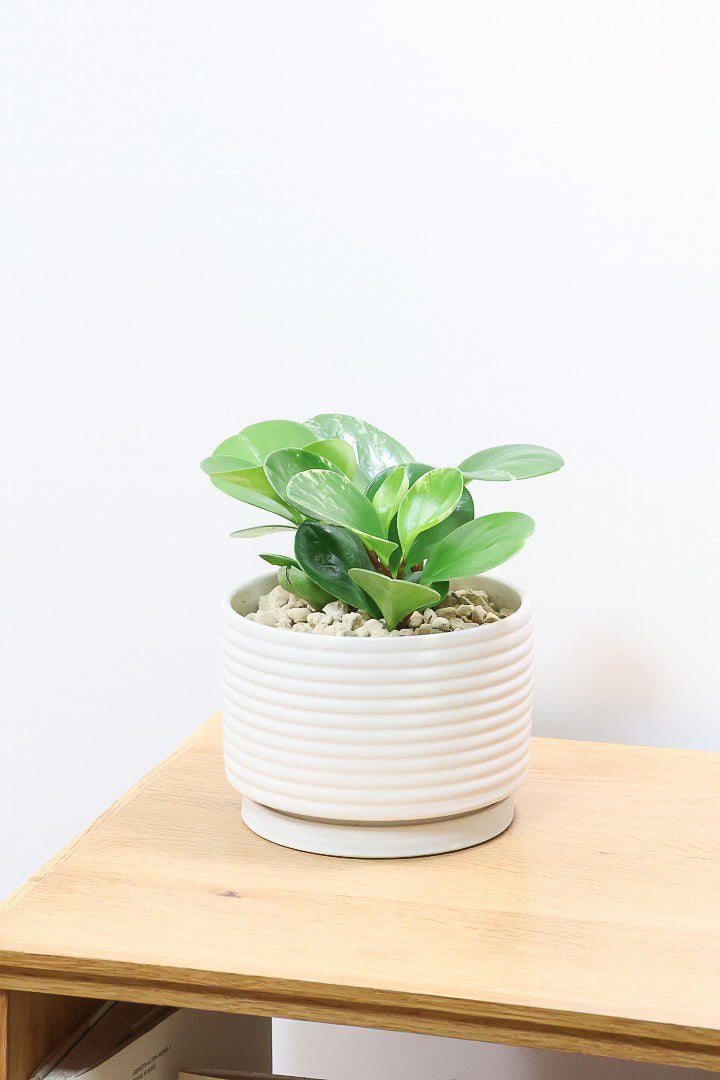 【ペペロミア  オブシフォリア】たまご型のかわいいフォルム。肉厚の大き目の葉がかわいい品種です