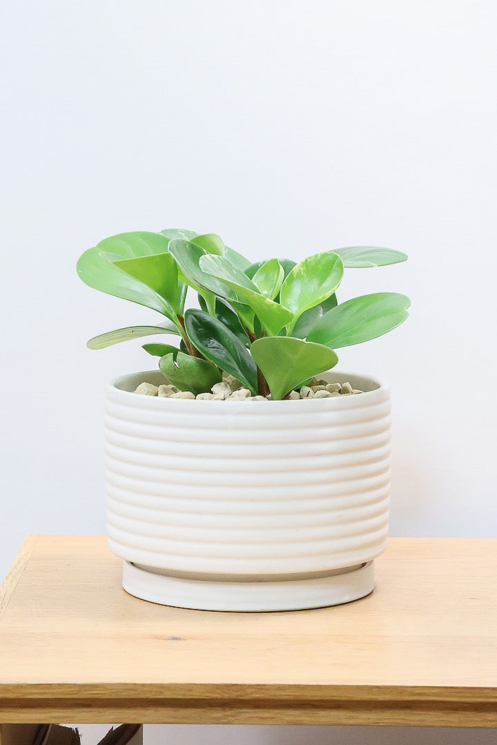 【ペペロミア  オブシフォリア】たまご型のかわいいフォルム。肉厚の大き目の葉がかわいい品種です