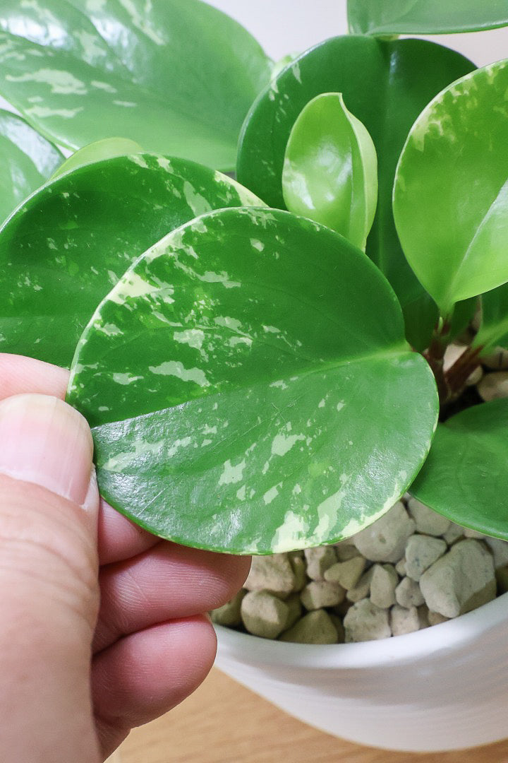 【ペペロミア  オブシフォリア】たまご型のかわいいフォルム。肉厚の大き目の葉がかわいい品種です