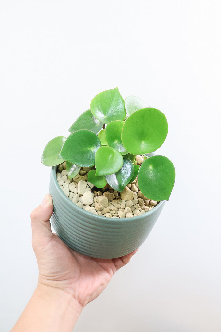 【ペペロミア  ジェイド】スペードのかわいい葉っぱ。光沢のある葉がたまらないほどにかわいい品種なんです！