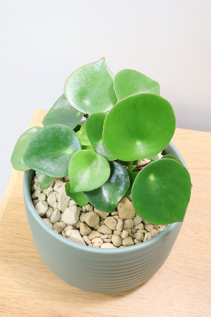 【ペペロミア  ジェイド】スペードのかわいい葉っぱ。光沢のある葉がたまらないほどにかわいい品種なんです！