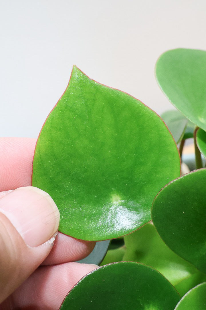 【ペペロミア  ジェイド】スペードのかわいい葉っぱ。光沢のある葉がたまらないほどにかわいい品種なんです！