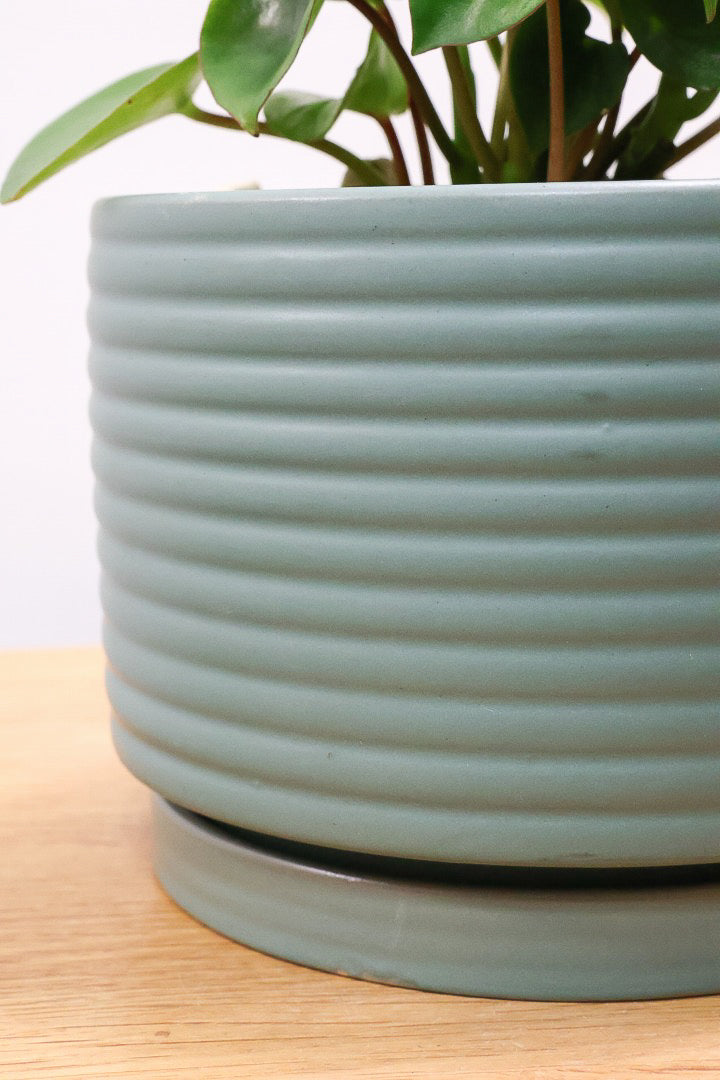 【ペペロミア  ジェイド】スペードのかわいい葉っぱ。光沢のある葉がたまらないほどにかわいい品種なんです！