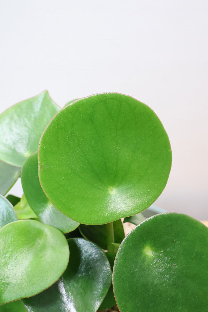 【ペペロミア  ジェイド】スペードのかわいい葉っぱ。光沢のある葉がたまらないほどにかわいい品種なんです！