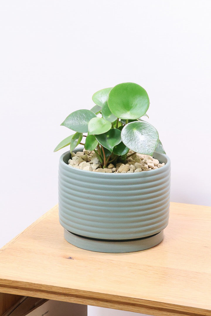 【ペペロミア  ジェイド】スペードのかわいい葉っぱ。光沢のある葉がたまらないほどにかわいい品種なんです！
