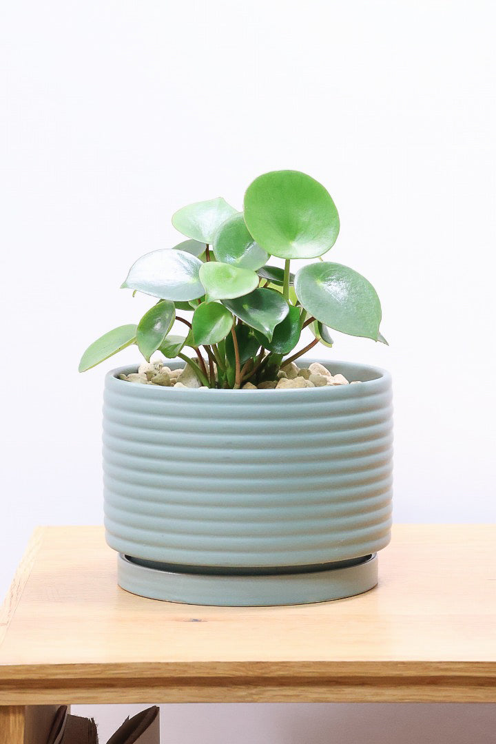 珍品レア　優勝カップペロペロ 珍品！ 優勝カップのペロペロ 和ガラス ペロペロ 優勝カップ 戦前 和