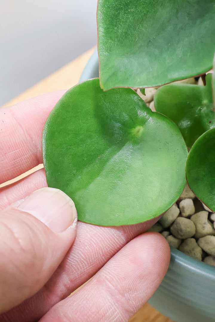 【ペペロミア  ジェイド】スペードのかわいい葉っぱ。光沢のある葉がたまらないほどにかわいい品種なんです！