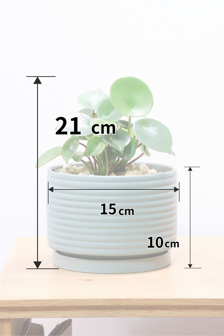 【ペペロミア  ジェイド】スペードのかわいい葉っぱ。光沢のある葉がたまらないほどにかわいい品種なんです！