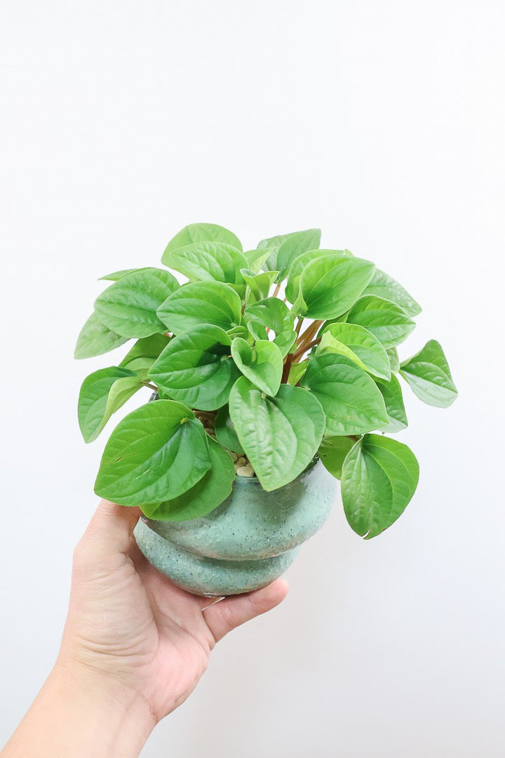 【ペペロミア  ラナ】愛知県のペペロミア生産の名人が作り上げた極上のラナです！ボリューム満点！