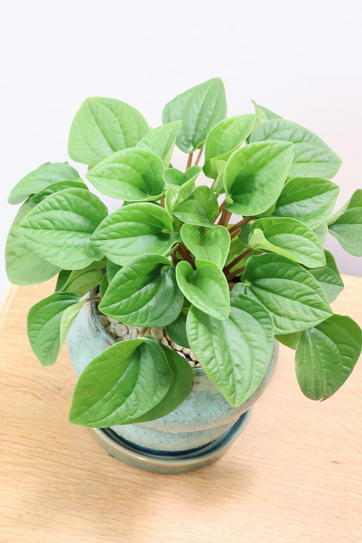 【ペペロミア  ラナ】愛知県のペペロミア生産の名人が作り上げた極上のラナです！ボリューム満点！