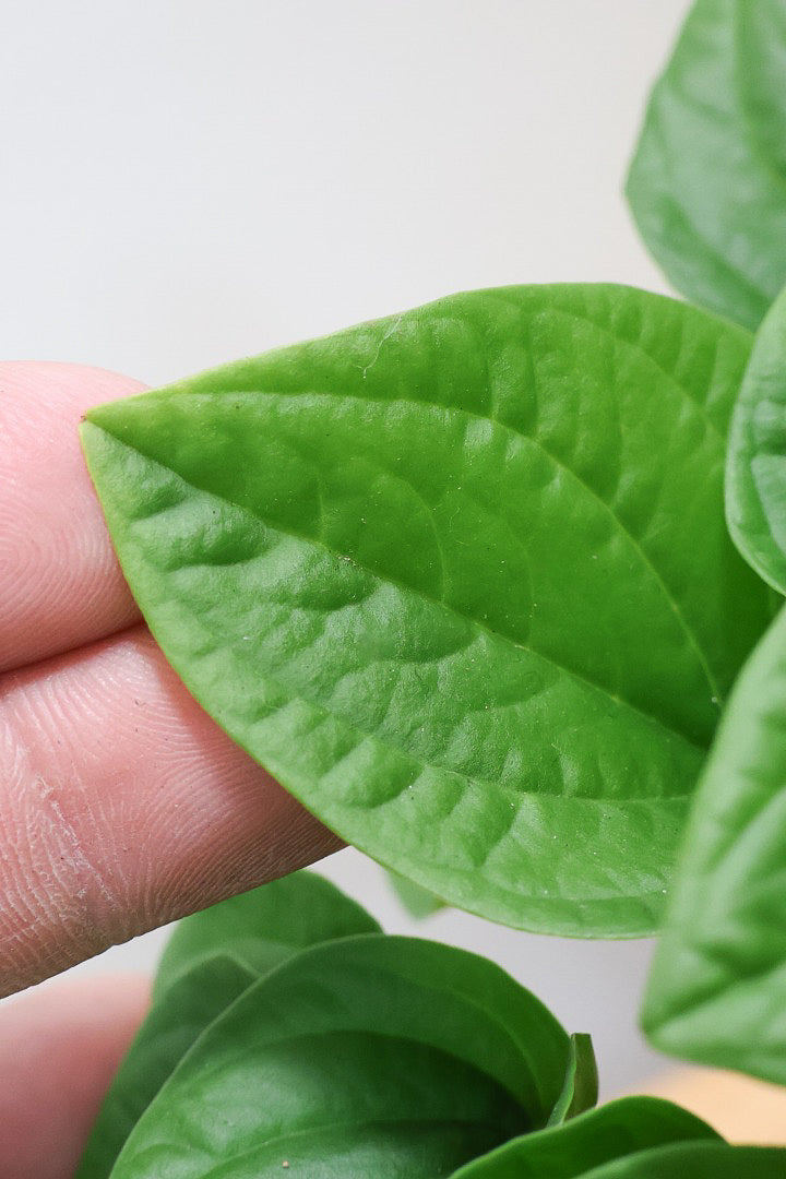 【ペペロミア  ラナ】愛知県のペペロミア生産の名人が作り上げた極上のラナです！ボリューム満点！