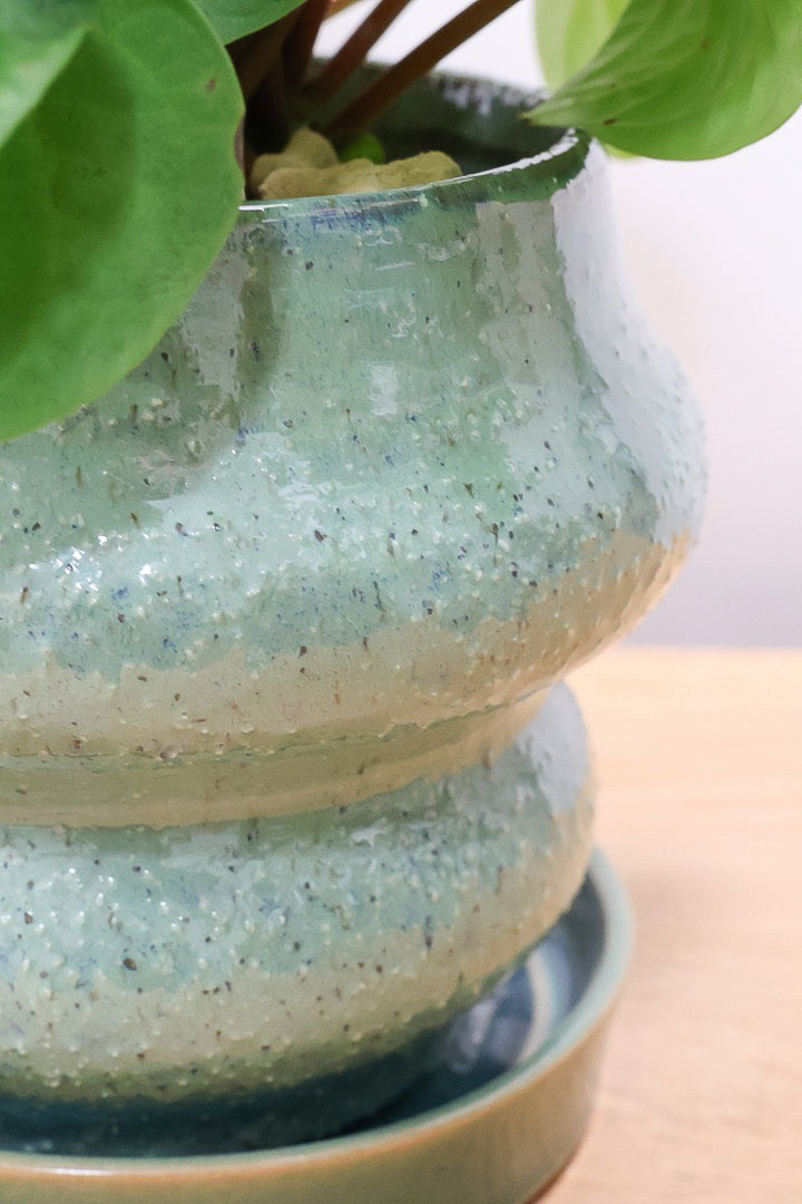 【ペペロミア  ラナ】愛知県のペペロミア生産の名人が作り上げた極上のラナです！ボリューム満点！