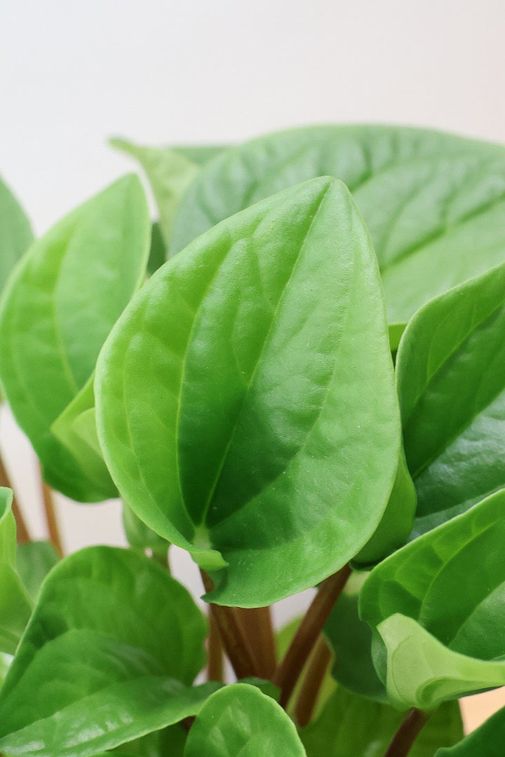 【ペペロミア  ラナ】愛知県のペペロミア生産の名人が作り上げた極上のラナです！ボリューム満点！