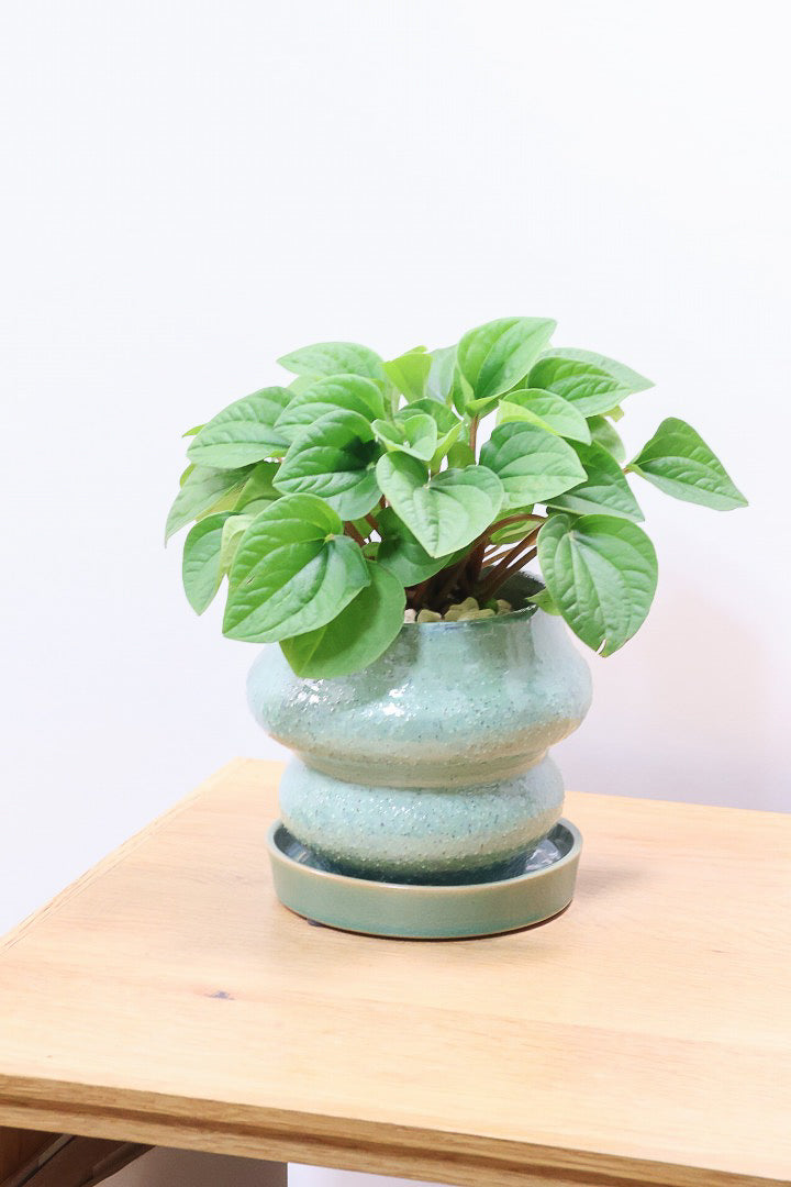 【ペペロミア  ラナ】愛知県のペペロミア生産の名人が作り上げた極上のラナです！ボリューム満点！