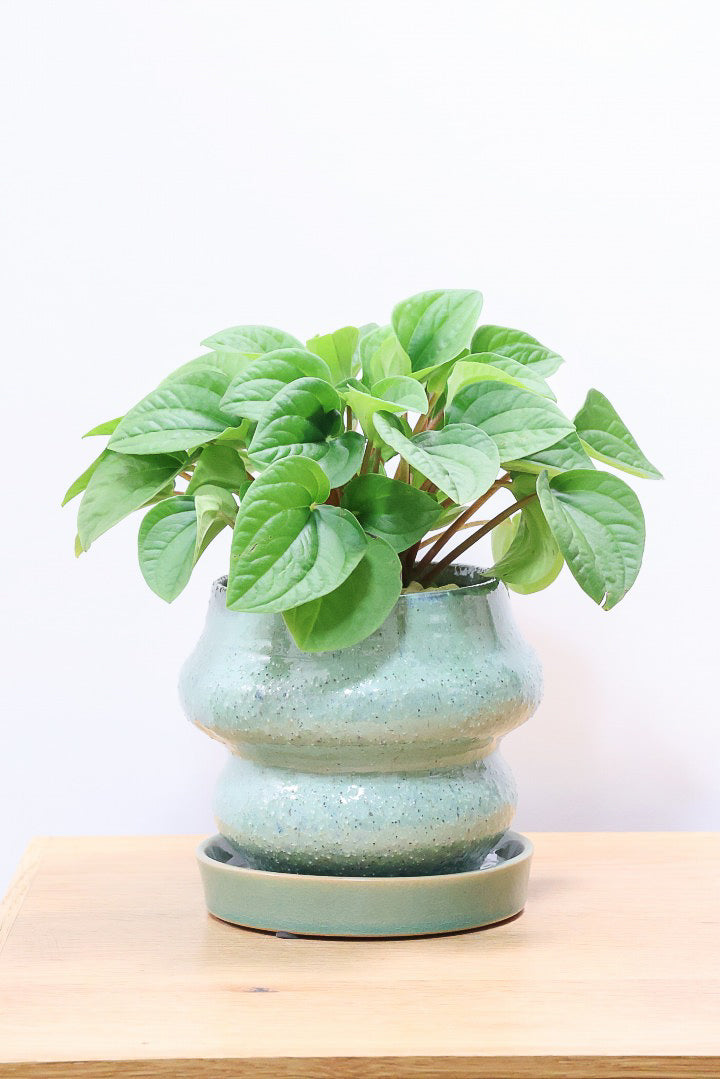 【ペペロミア  ラナ】愛知県のペペロミア生産の名人が作り上げた極上のラナです！ボリューム満点！